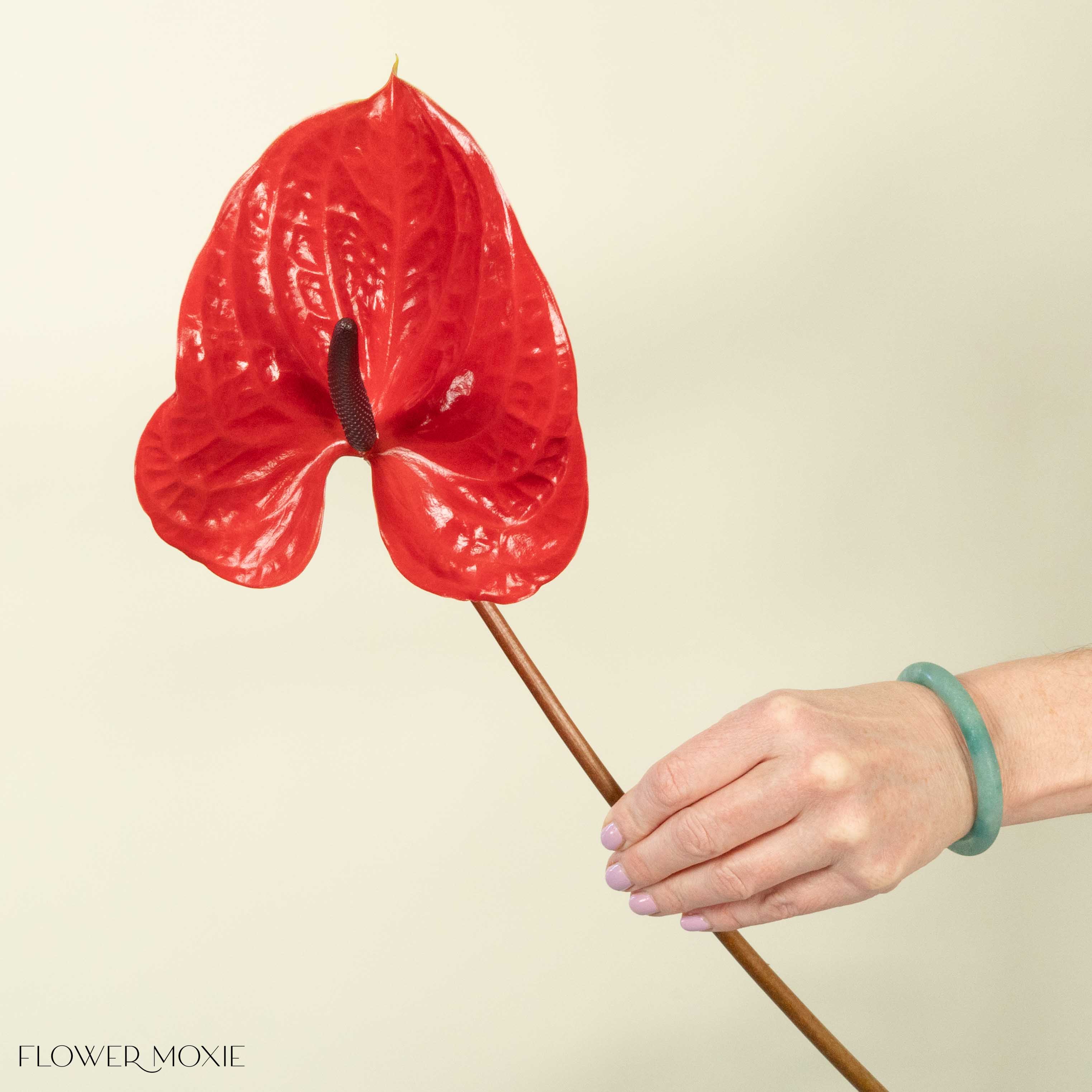 Giant Red Italian Anthurium Flower
