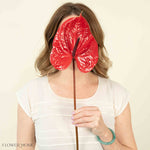 Giant Red Italian Anthurium Flower