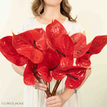 Giant Red Italian Anthurium Flower