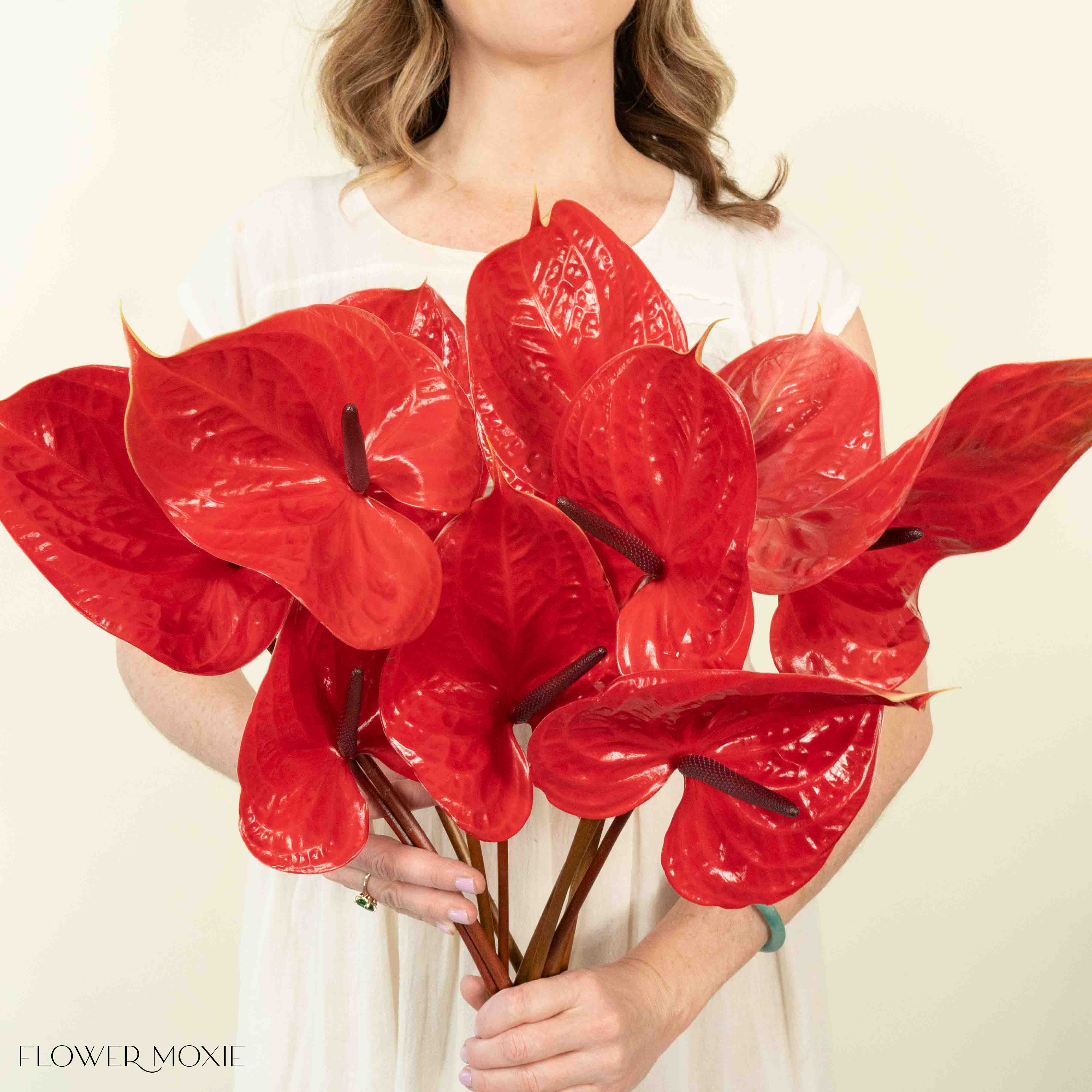 Giant Red Italian Anthurium Flower
