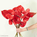 Giant Red Italian Anthurium Flower