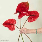 Giant Red Italian Anthurium Flower