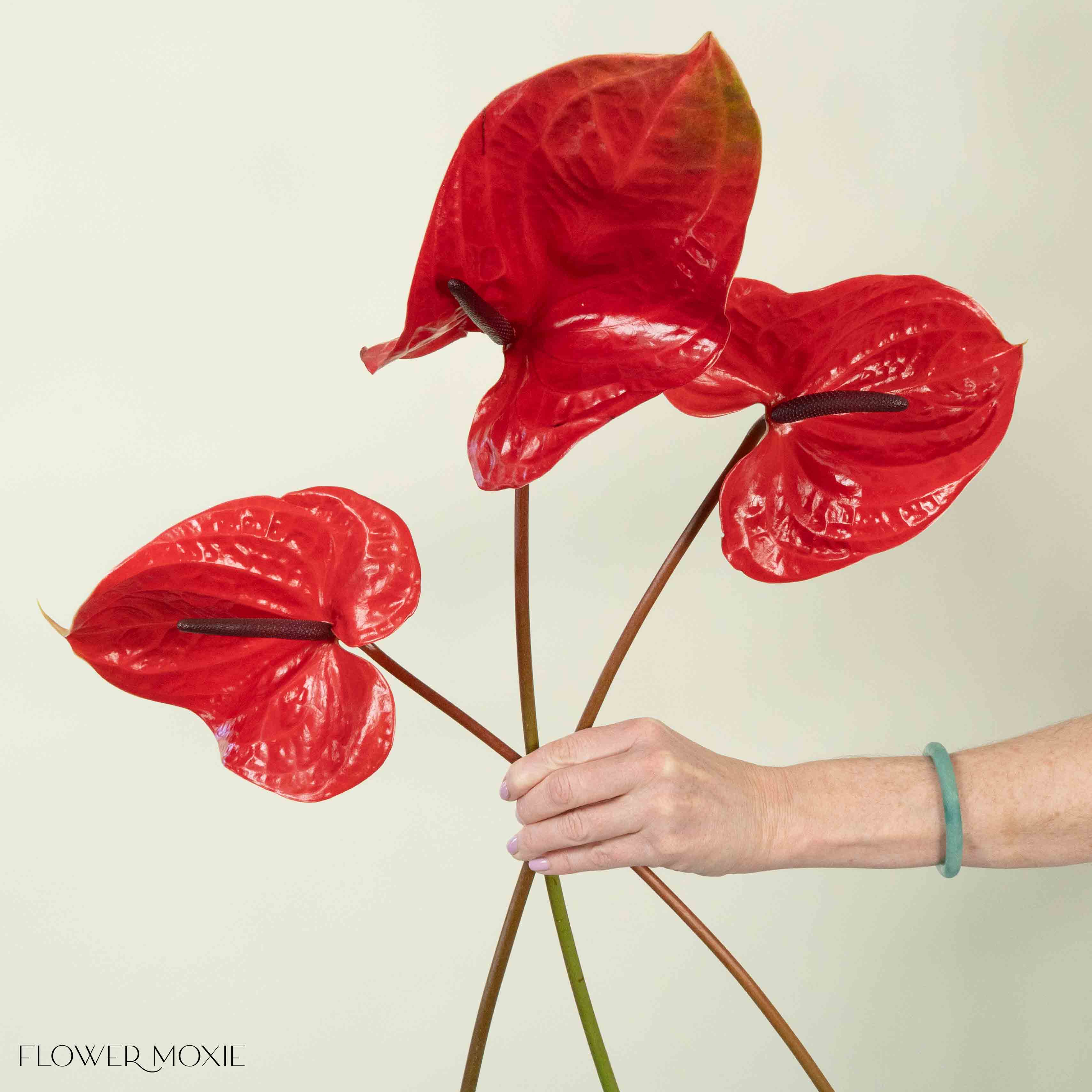 Giant Red Italian Anthurium Flower