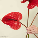Giant Red Italian Anthurium Flower