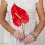 Giant Red Italian Anthurium Flower
