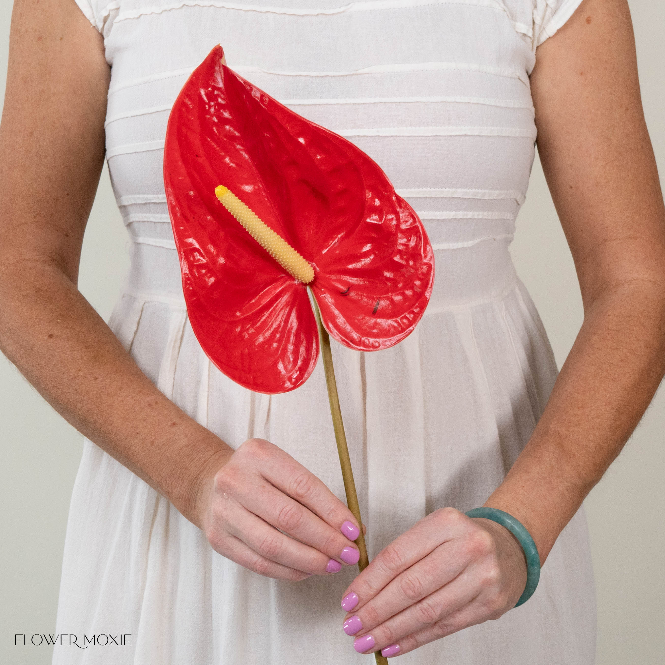 Giant Red Italian Anthurium Flower