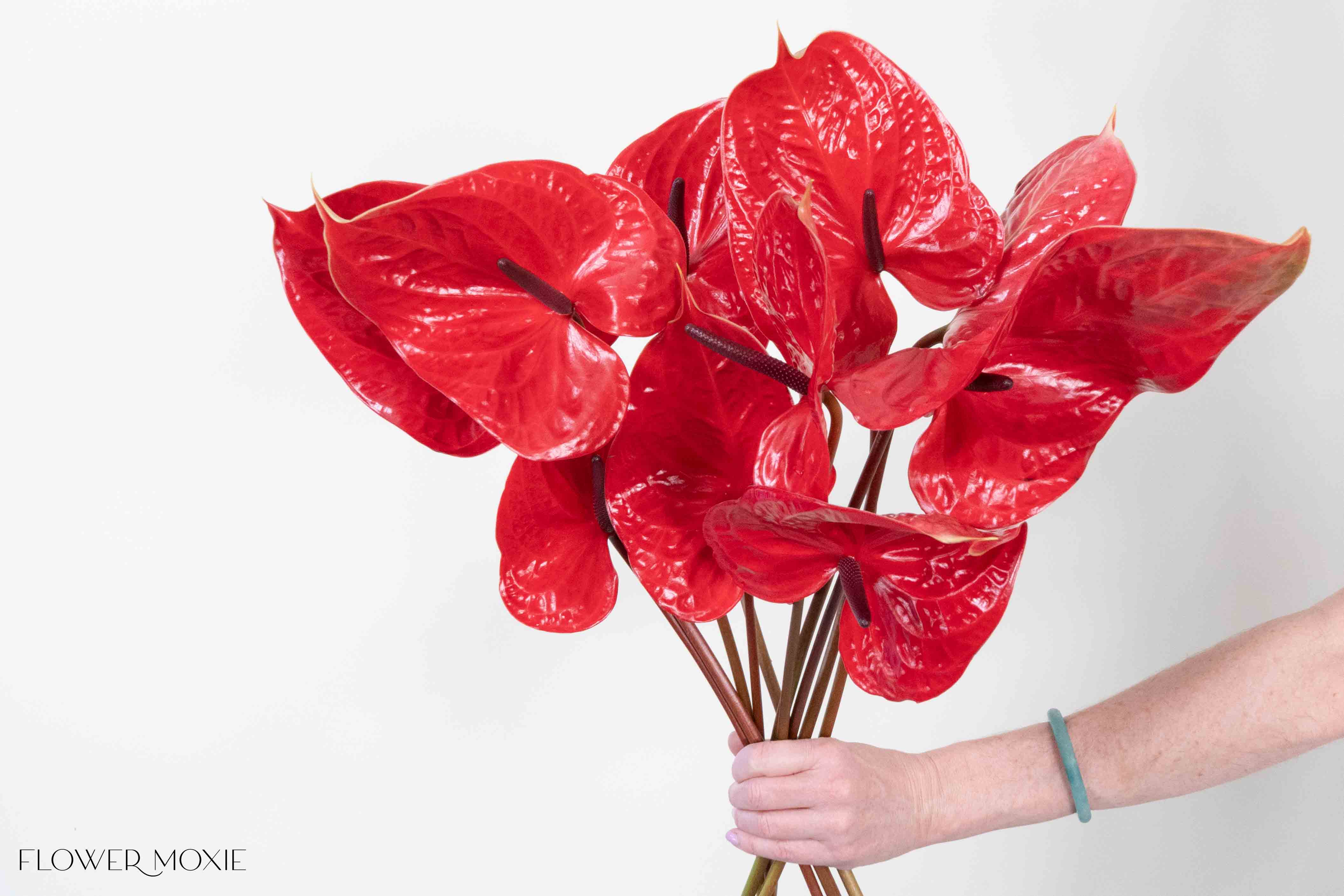 Giant Red Italian Anthurium Flower