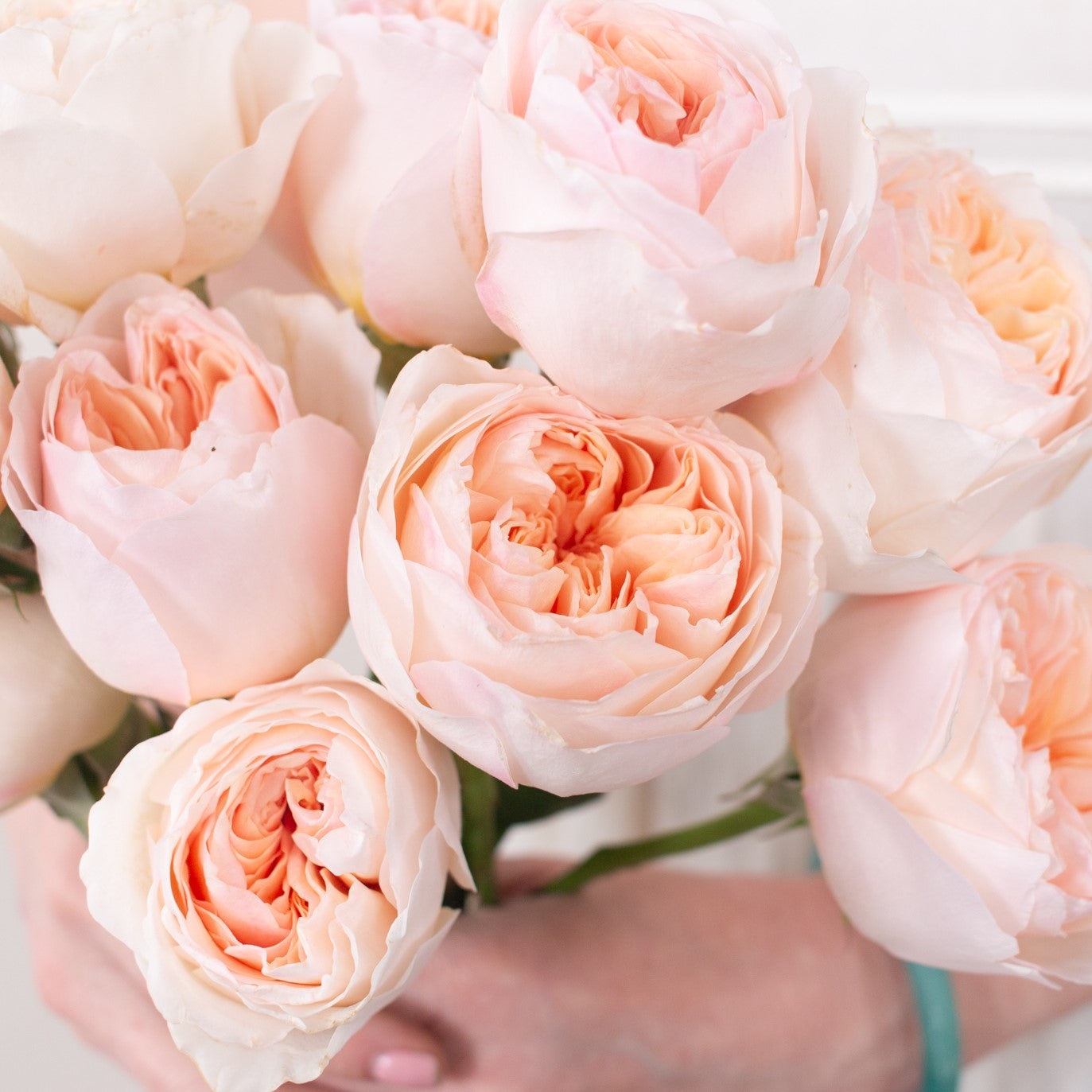 Peach Juliet Garden Rose Flower