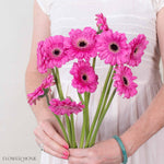 Kimi Pink Mini Gerbera
