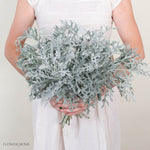 Lacy Leaf Dusty Miller Greenery
