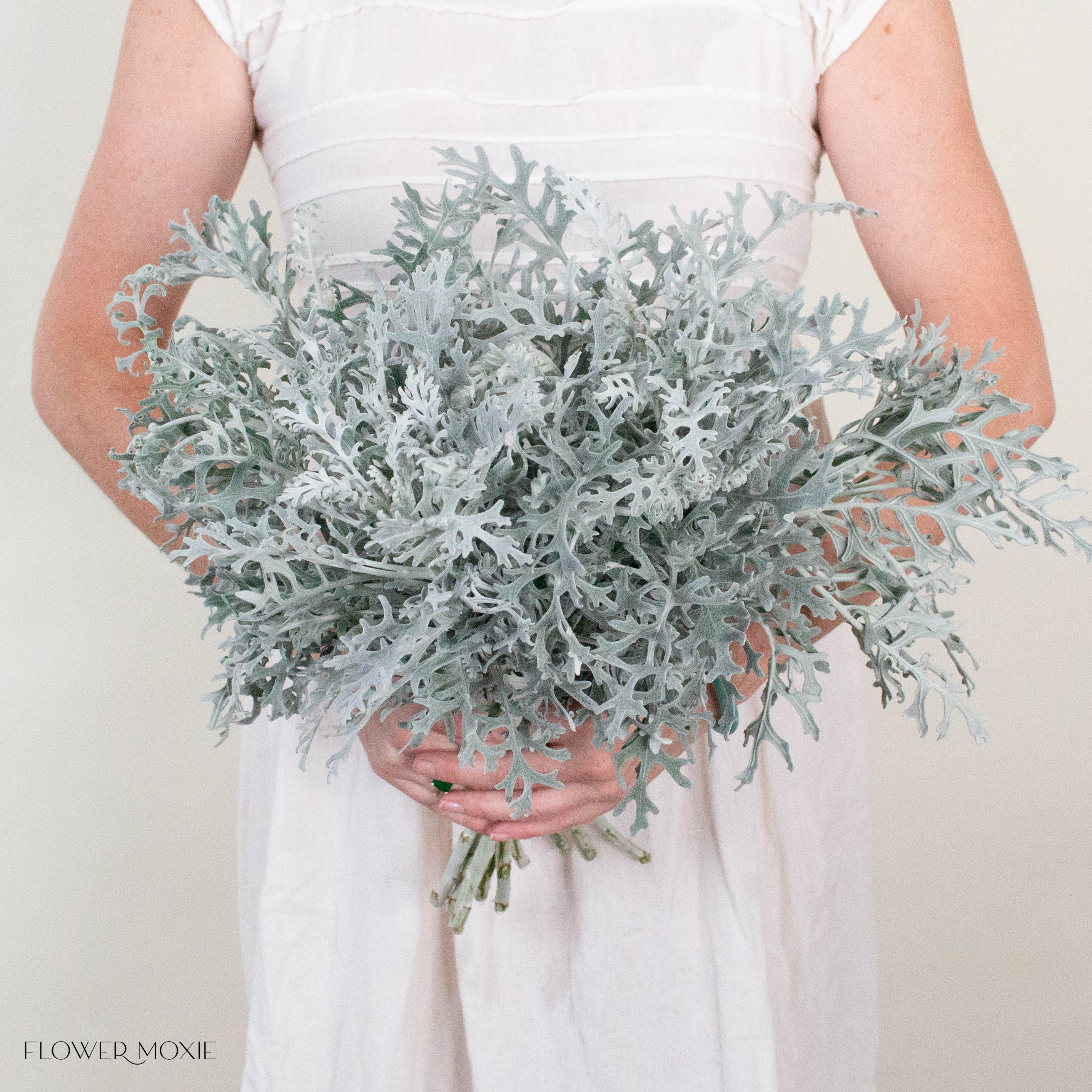 Lacy Leaf Dusty Miller Greenery
