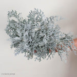 Lacy Leaf Dusty Miller Greenery

