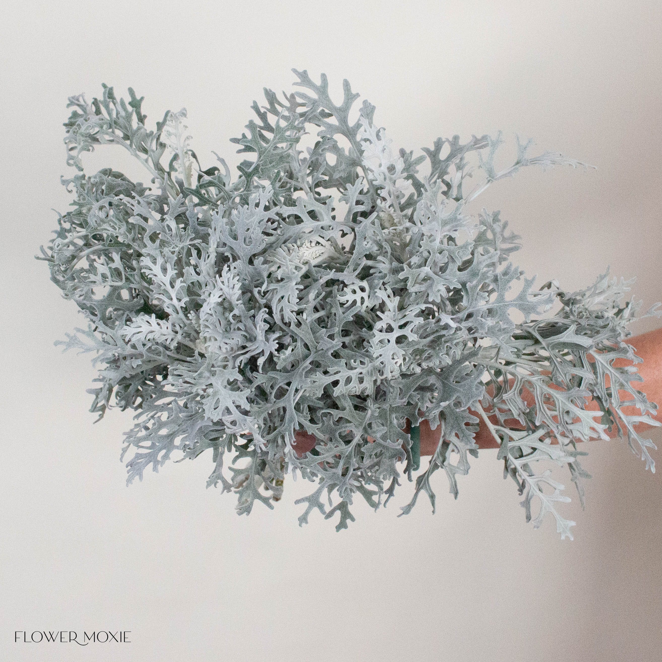 Lacy Leaf Dusty Miller Greenery
