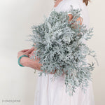 Lacy Leaf Dusty Miller Greenery
