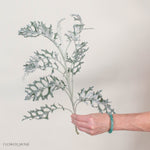 Lacy Leaf Dusty Miller Greenery
