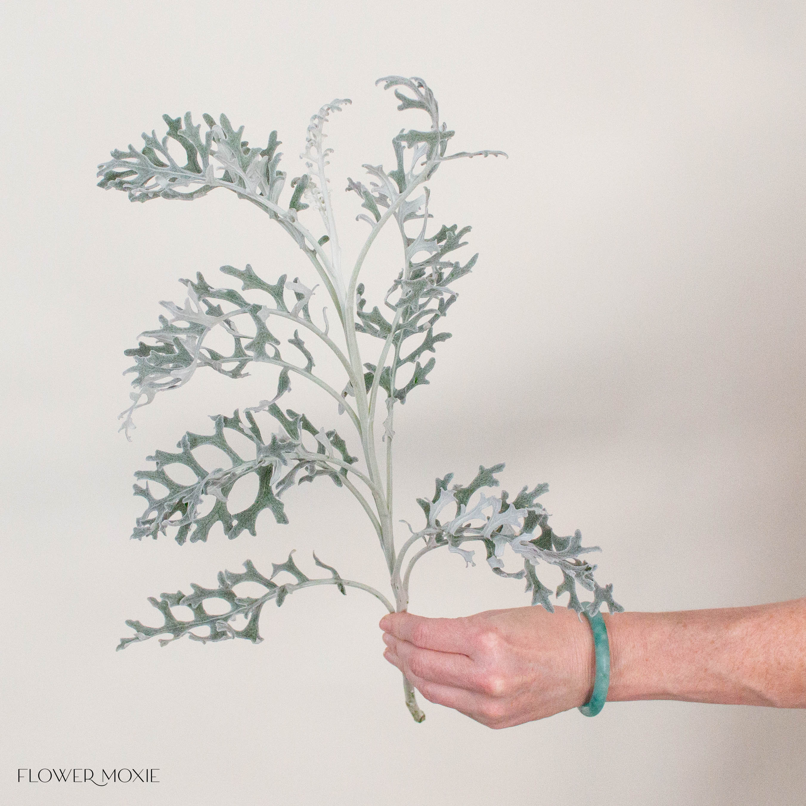 Lacy Leaf Dusty Miller Greenery
