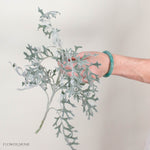 Lacy Leaf Dusty Miller Greenery
