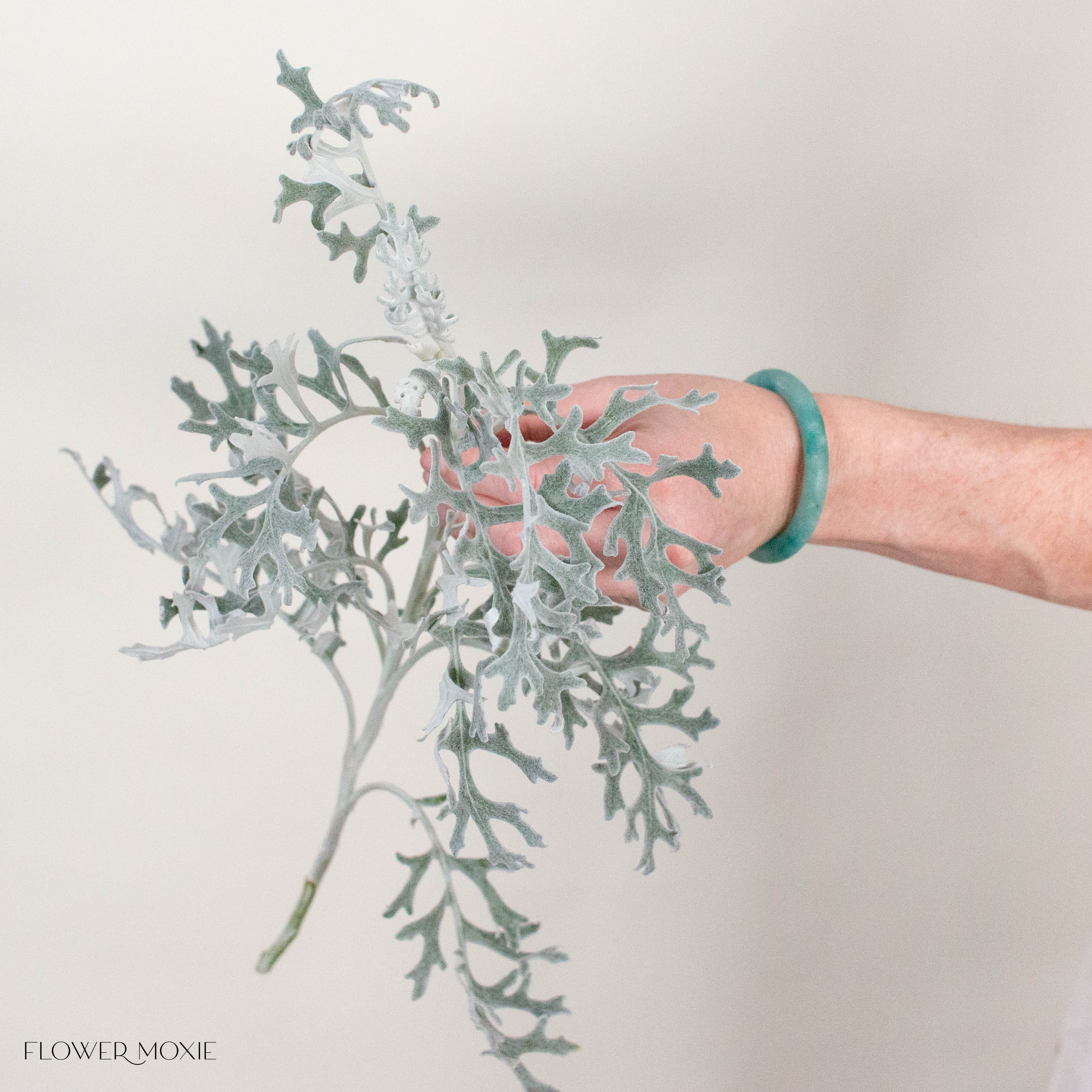 Lacy Leaf Dusty Miller Greenery
