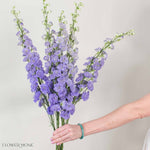 Giant Lavender Hybrid Delphinium Flower