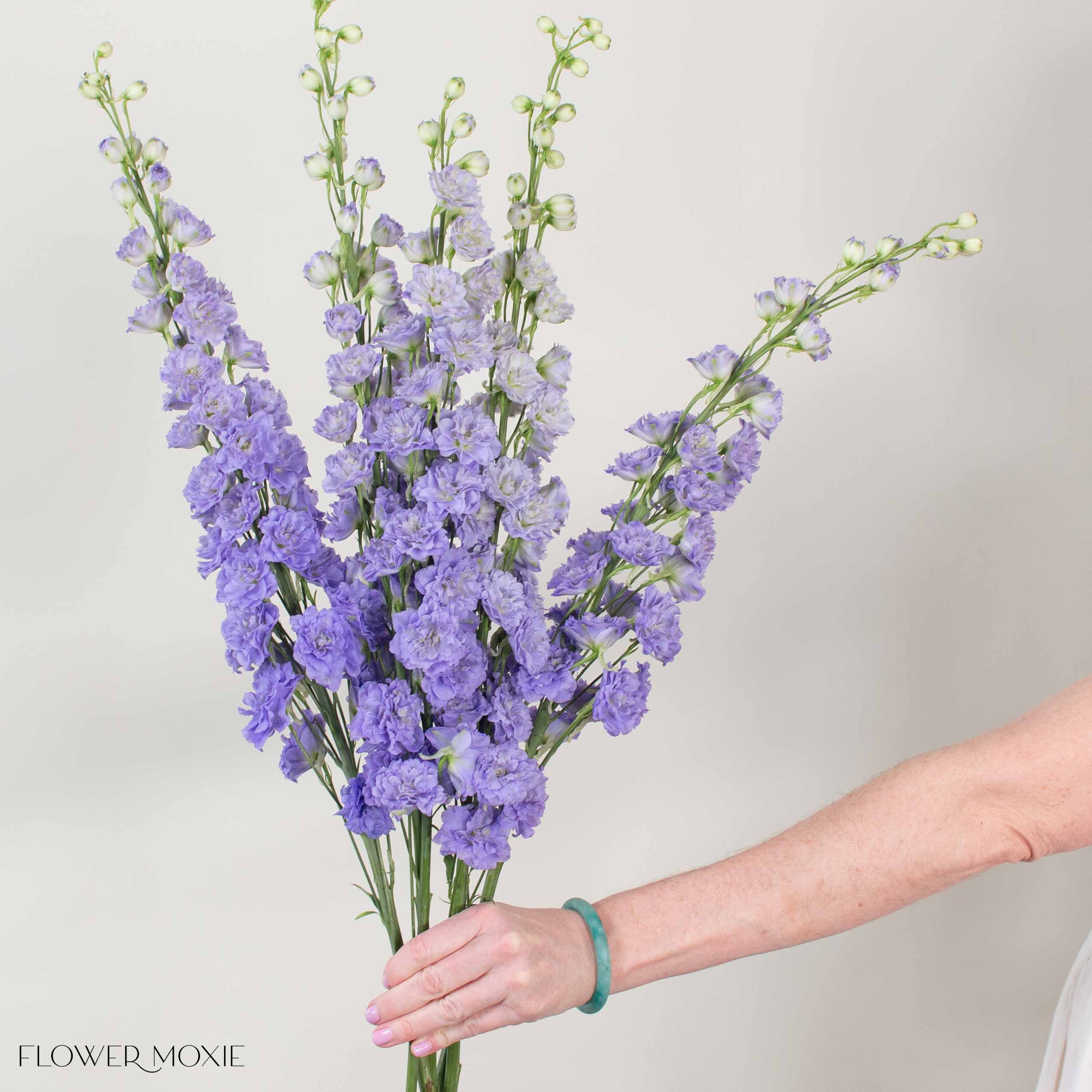 Giant Lavender Hybrid Delphinium Flower