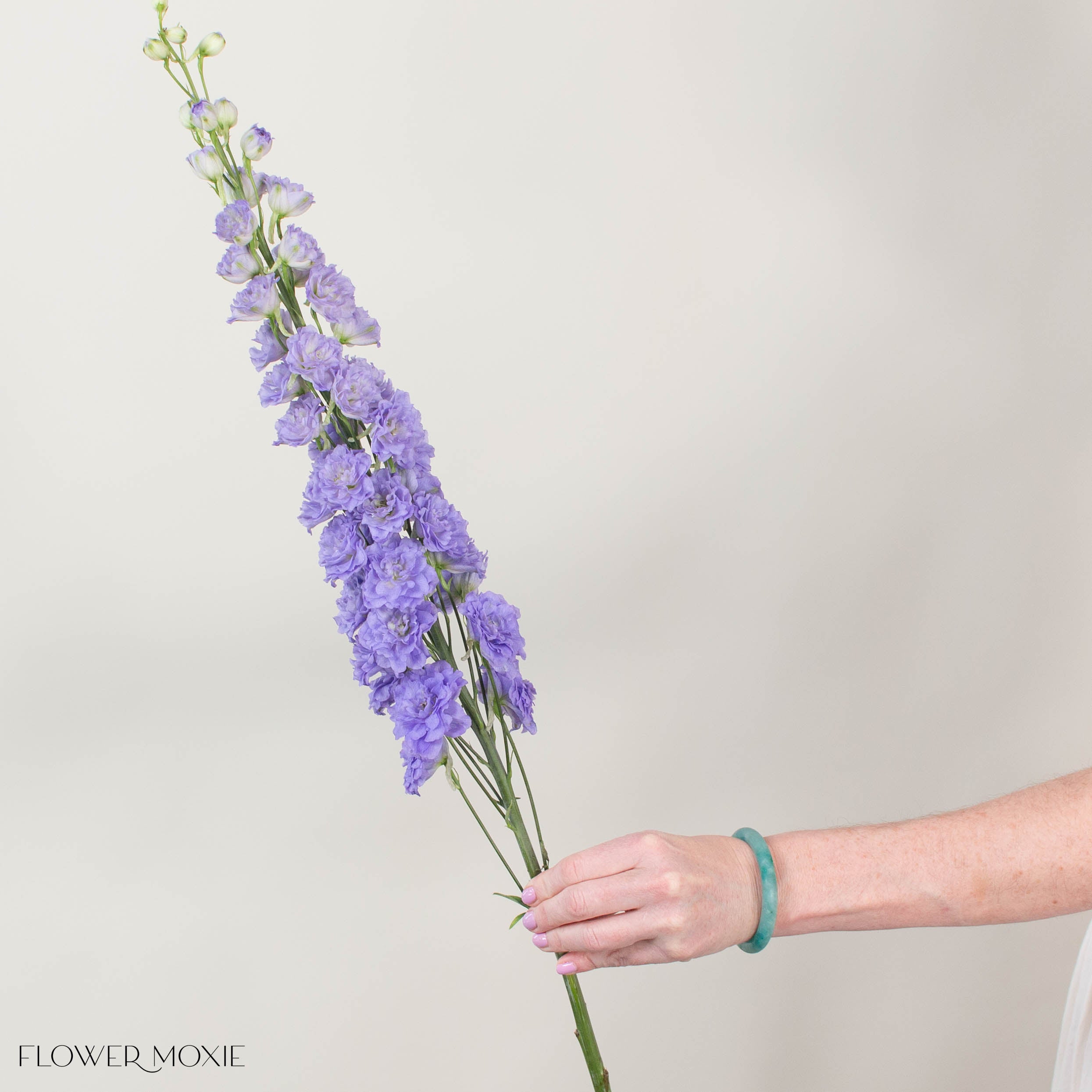Giant Lavender Hybrid Delphinium Flower