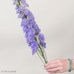 Giant Lavender Hybrid Delphinium Flower