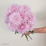 Lavender Cremone Flower
