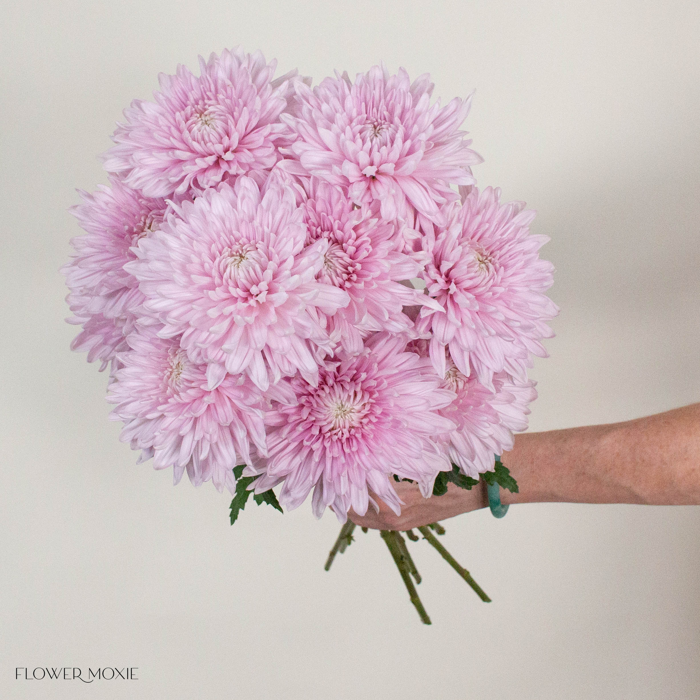 Lavender Cremone Flower
