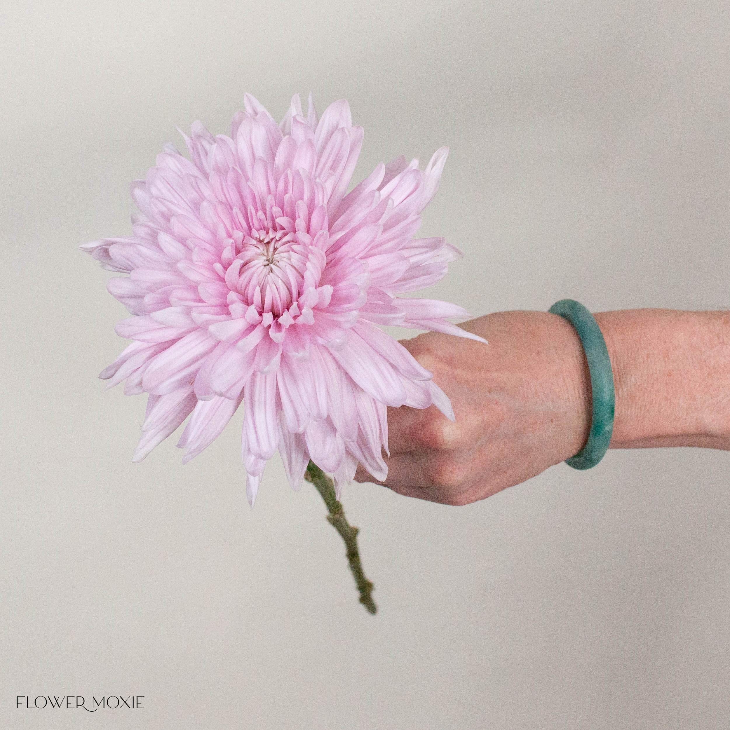 Lavender Cremone Flower
