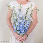 Giant Light Blue Hybrid Delphinium Flower
