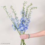 Giant Light Blue Hybrid Delphinium Flower