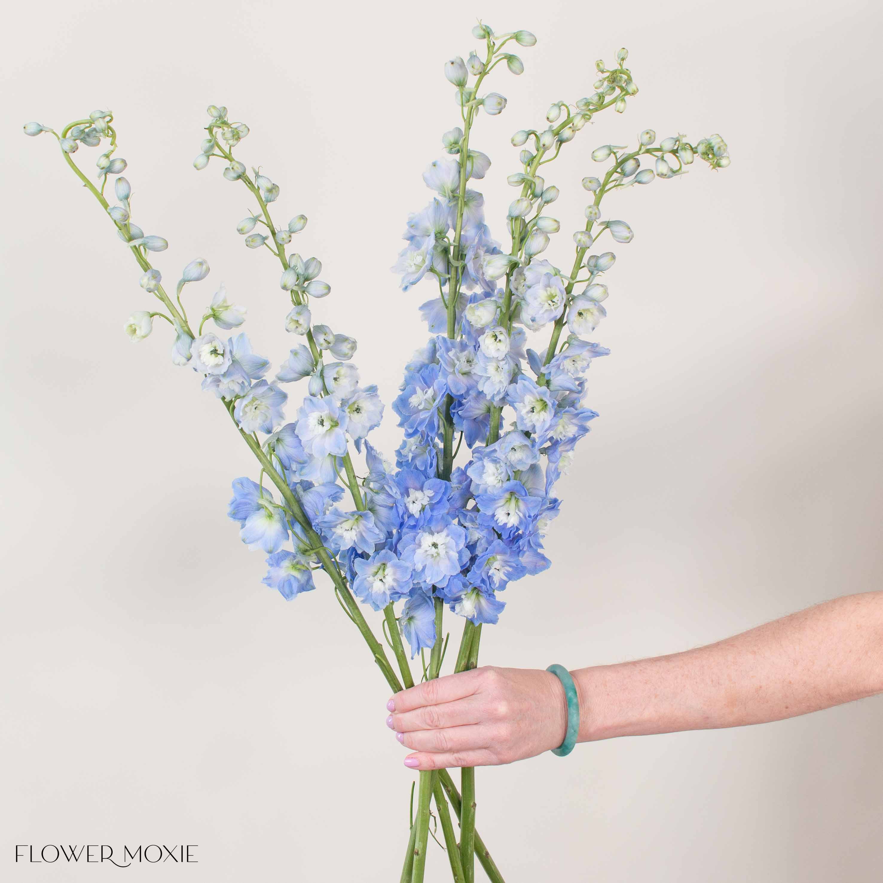 Giant Light Blue Hybrid Delphinium Flower