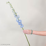 Giant Light Blue Hybrid Delphinium Flower