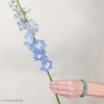 Giant Light Blue Hybrid Delphinium Flower