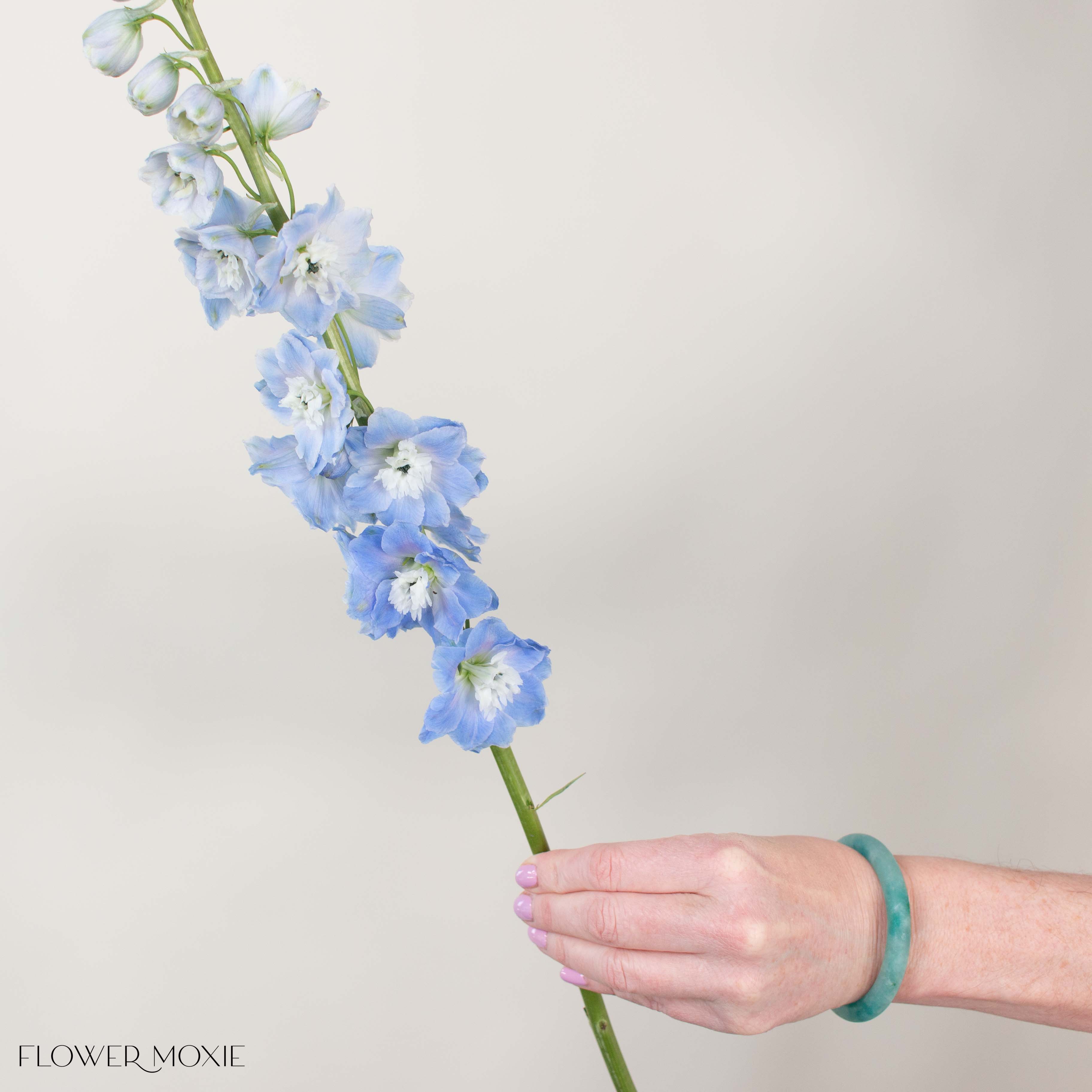 Giant Light Blue Hybrid Delphinium Flower