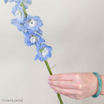 Giant Light Blue Hybrid Delphinium Flower
