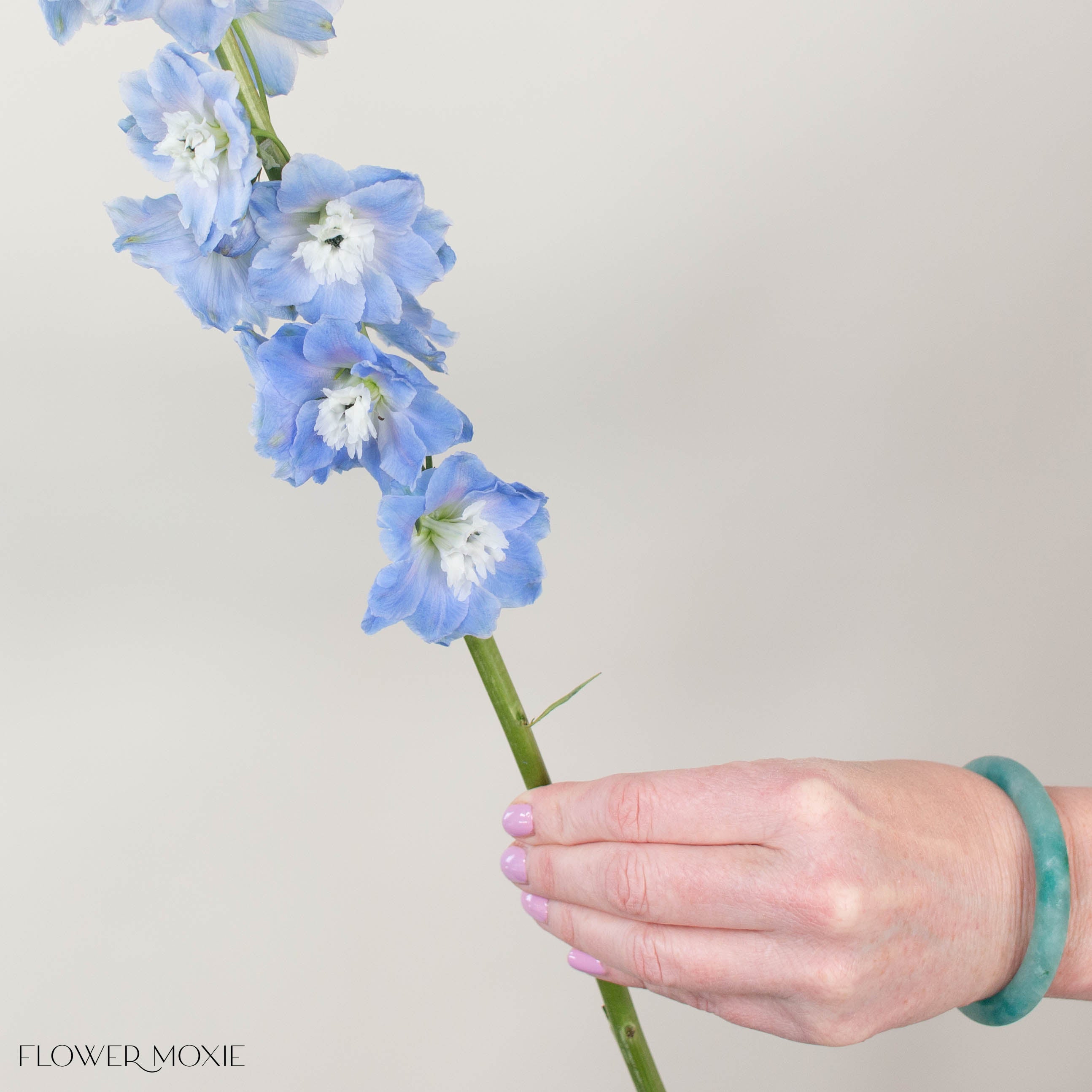 Giant Light Blue Hybrid Delphinium Flower