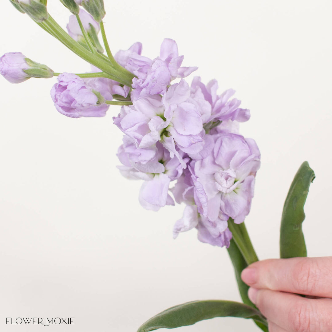 Lavender Stock Flower | Bulk DIY Wedding Flowers | Flower Moxie 30 stems