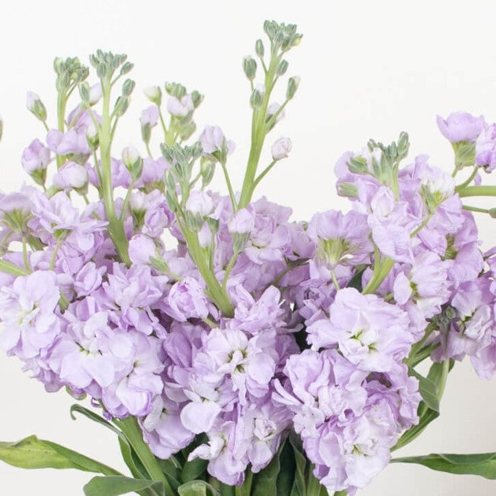 Lavender Stock Flower