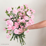Light Pink Mini Carnation Flower
