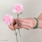 Light Pink Mini Carnation Flower
