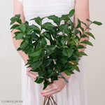 Ligustrum Greenery
