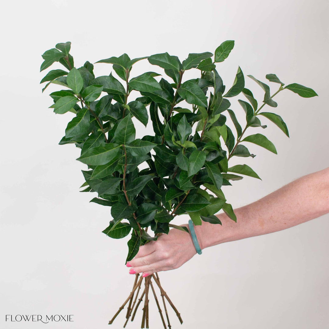 greenery potted plants Ligustrum Greenery - DIY Flowers and Greenery from Flower Moxie 30 Stems