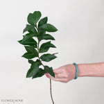 Ligustrum Greenery
