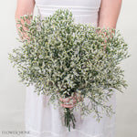 White Limonium Flower