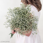 White Limonium Flower
