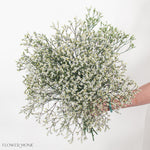 White Limonium Flower