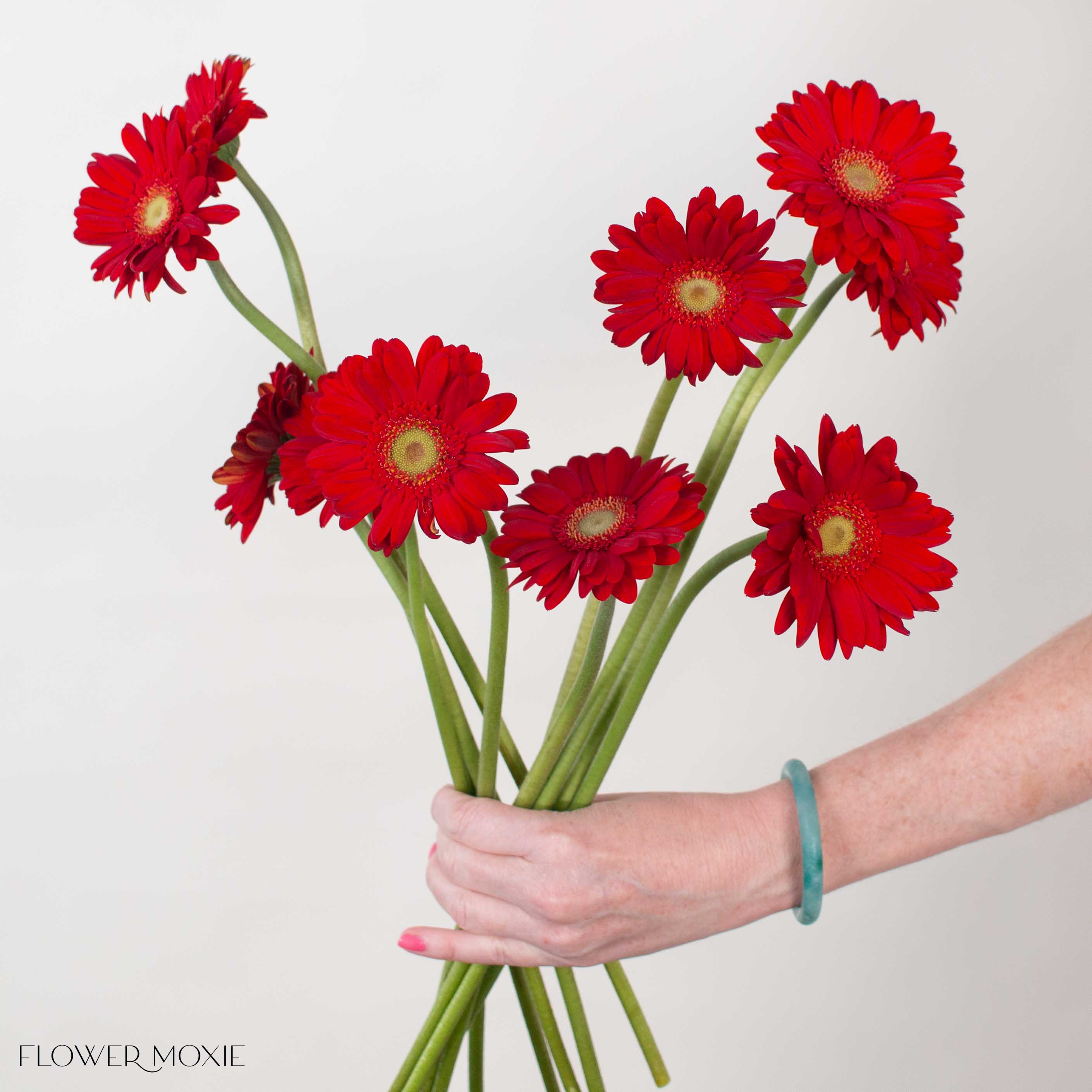 Lipstick Red Mini Gerbera

