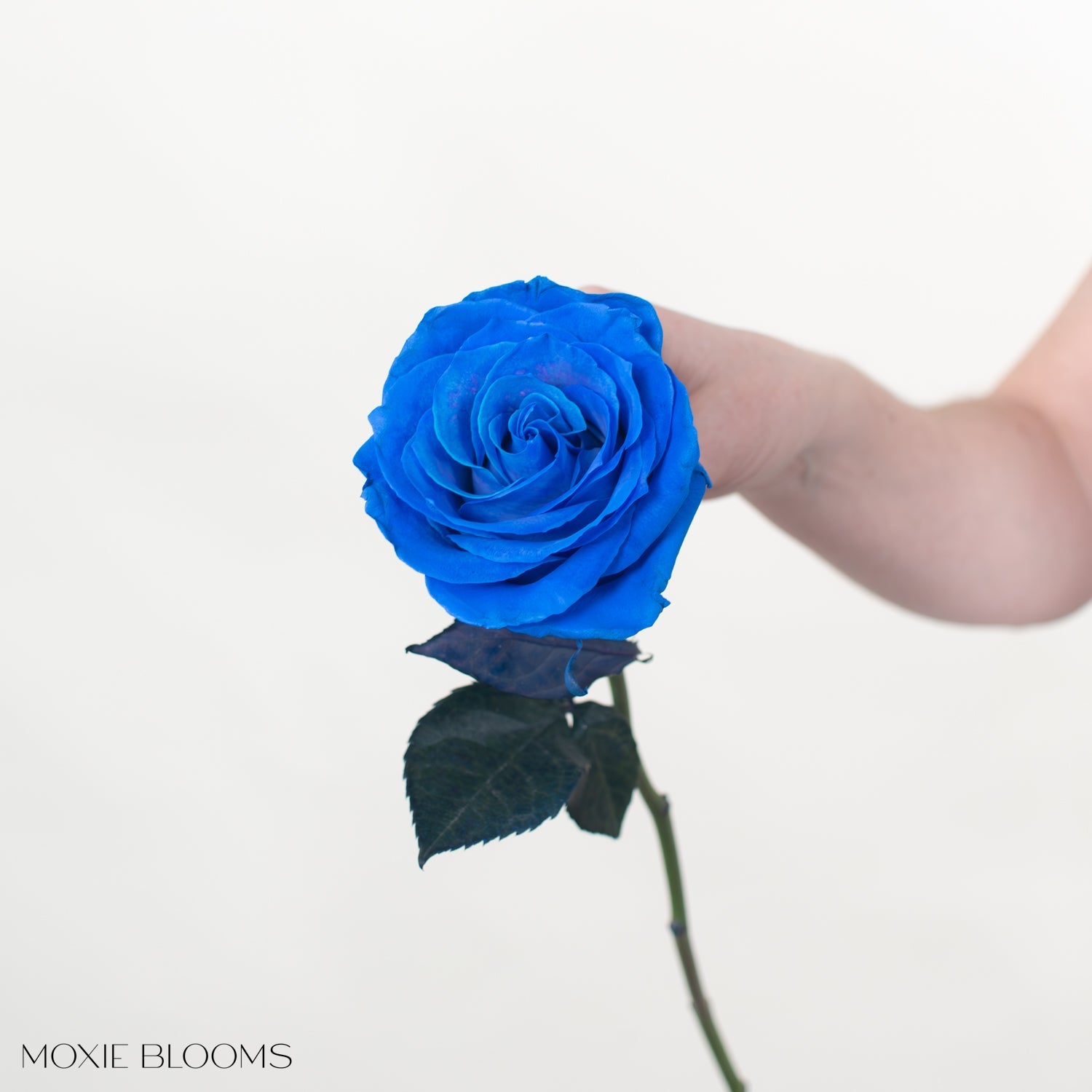 Novelty Roses | Flower Moxie | Roses for DIY Wedding