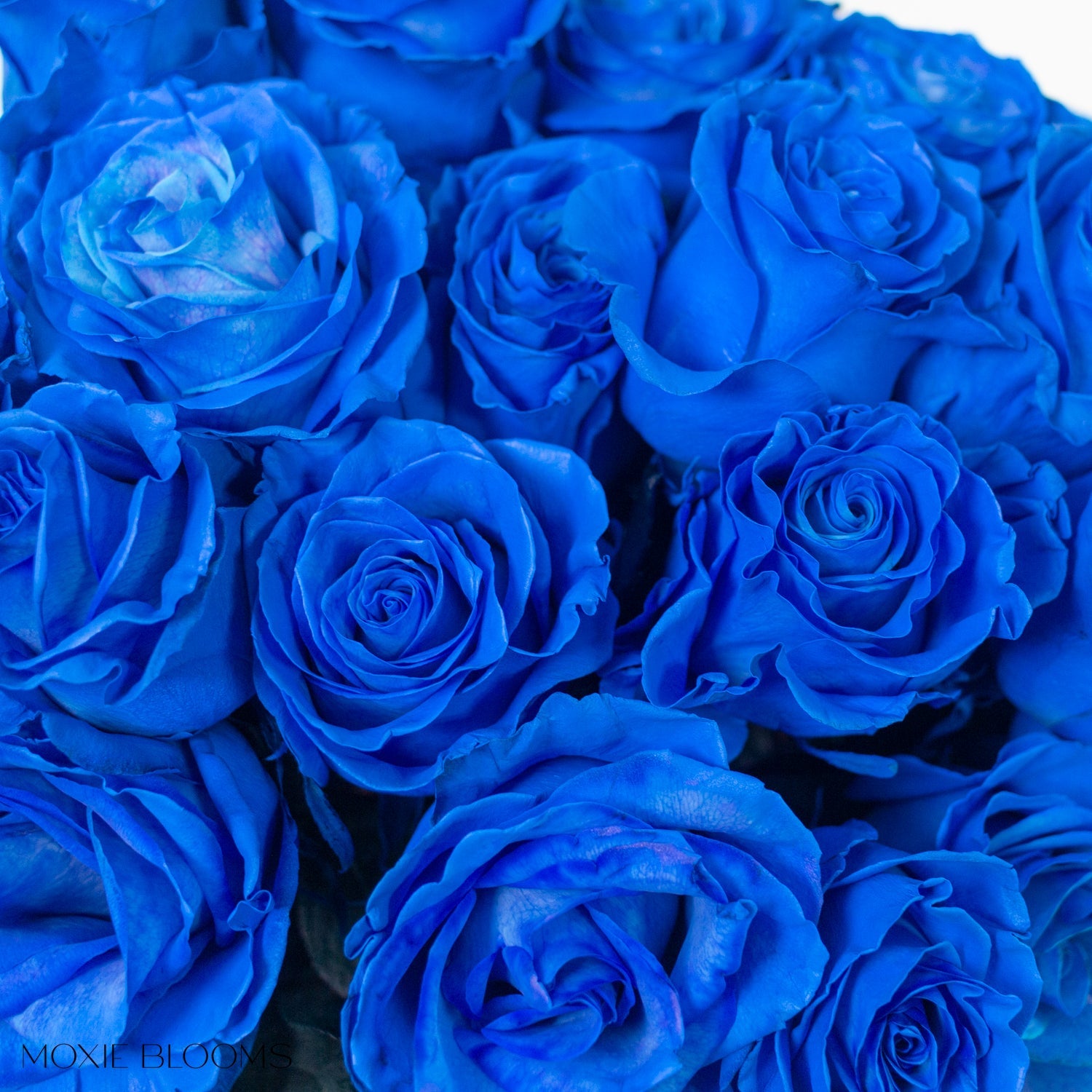 Novelty Roses | Flower Moxie | Roses for DIY Wedding